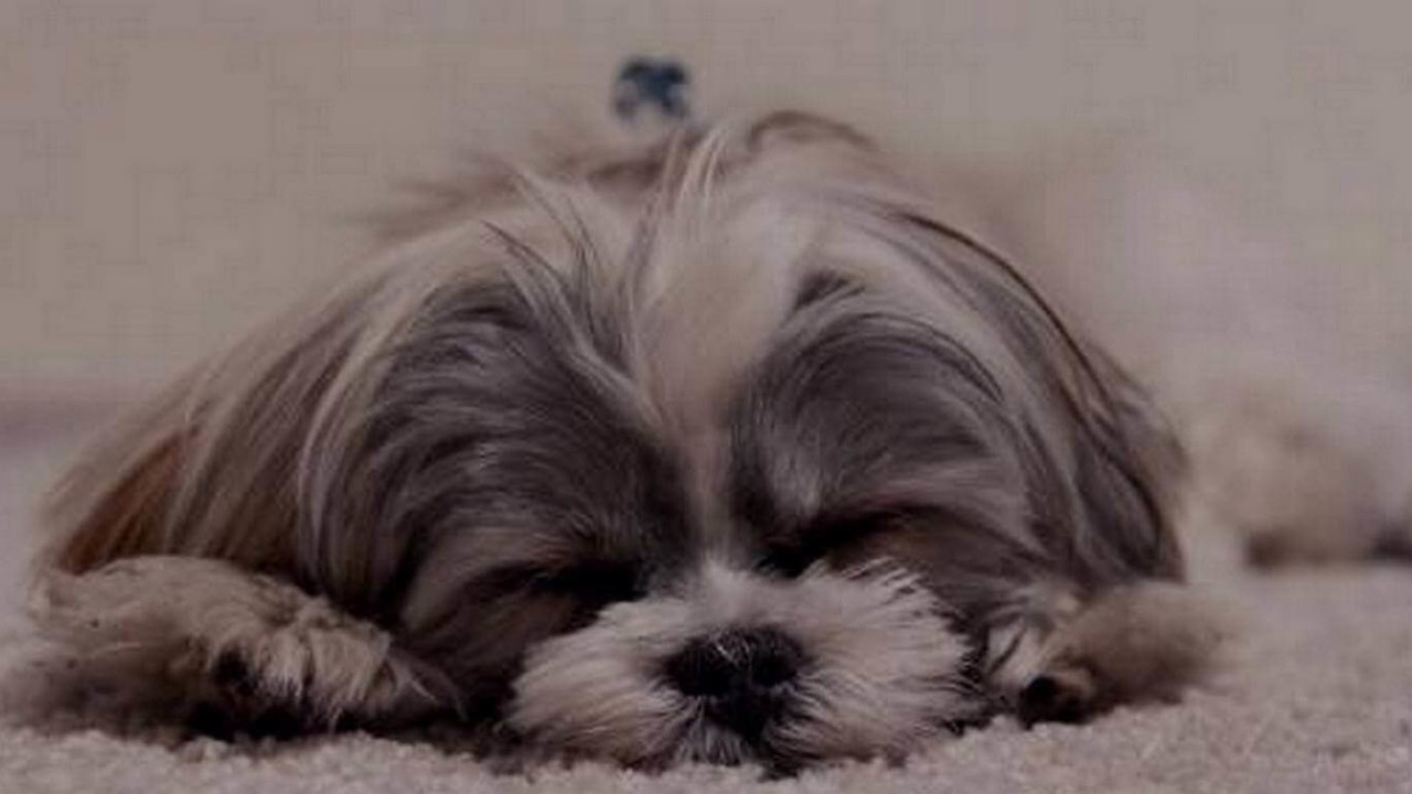 Consultório Veterinário de Almada